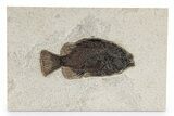 Detailed Fossil Fish (Cockerellites) - Wyoming #342440-1